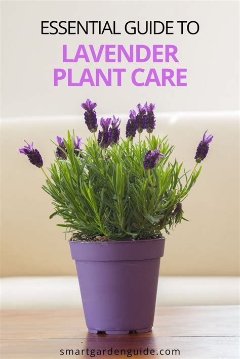 How To Care For Lavender Plant