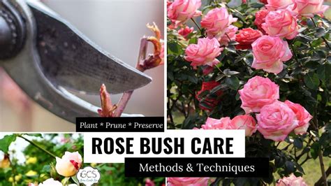 How To Care For Rose Bushes