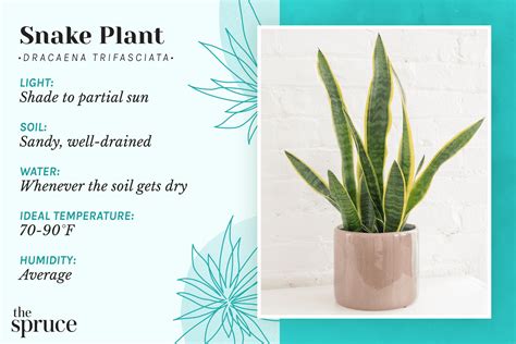 How To Care For Snake Plant