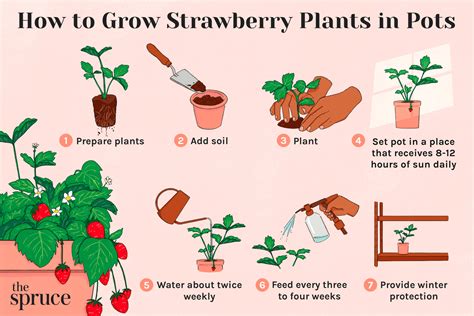 How To Care For Strawberry Plant