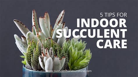 How To Care For Succulents Indoors
