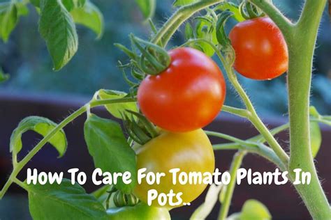 How To Care For Tomato Plants