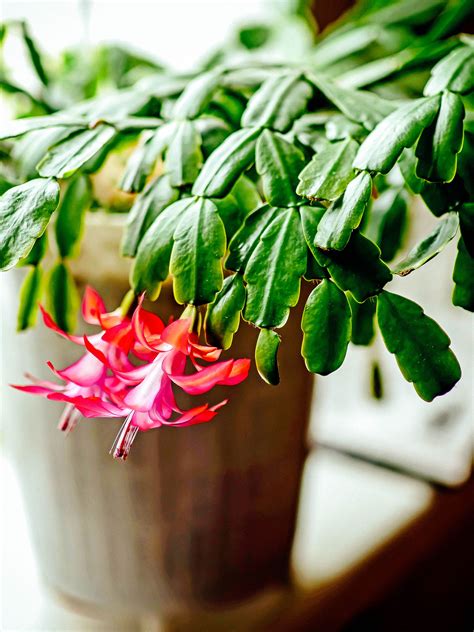 How To Care For Xmas Cactus