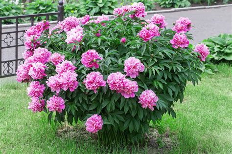 How To Take Care Of Peonies