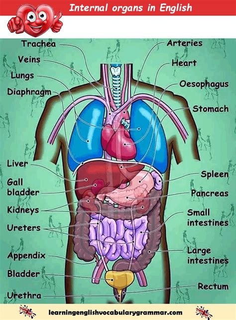 Human Anatomy Chart Organs
