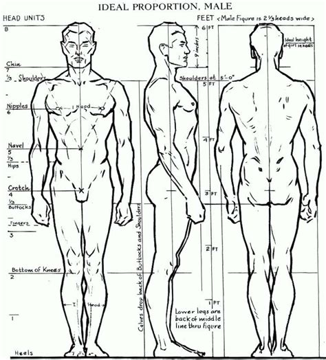Human Proportion Chart