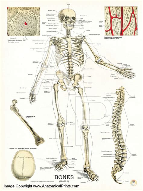 Human Skeleton Anatomy Chart