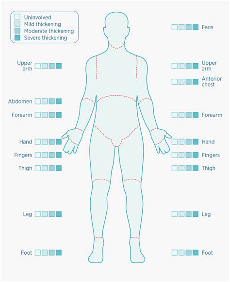 Human Skin Thickness Chart