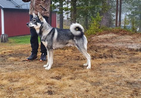 Hundar till salu i Norrbotten: En komplett guide