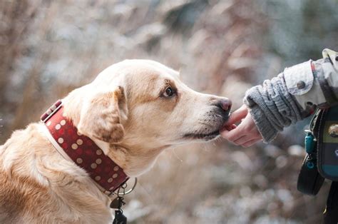 Hunddagis i Borlänge: Det perfekta valet för din älskade vän