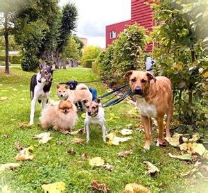 Hunddagis i Södertälje – En trygg och kärleksfull miljö för din pälskling