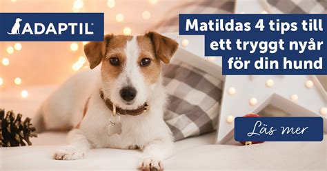 Hundpensionat Skåne: Ett tryggt och kärleksfullt hem för din bästa vän