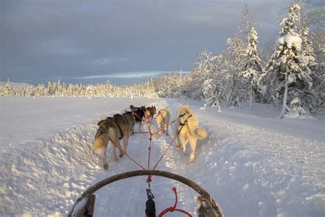 Hundspann Dalarna: En inspirerande guide för att upptäcka Sveriges Vildmark