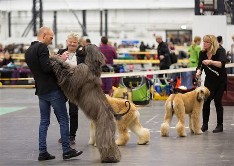 Hundutställning Göteborg: En unik upplevelse för hundälskare