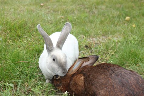 Hyra en kanin - allt du behöver veta