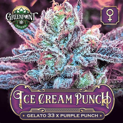 Ice Cream Punch: A Strain That Will Melt Your Troubles Away