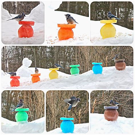 Ice Feeders: A Refreshing Solution for Your Feathered Friends