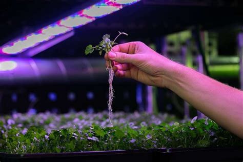 Ice Plant Factory: A Technological Marvel for Sustainable Agriculture