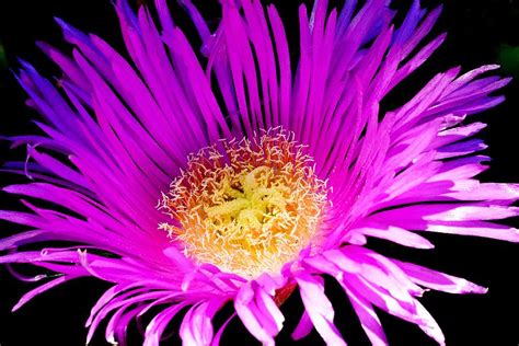 Ice Plant Specifications: Unveil the Enduring Beauty and Environmental Wonder