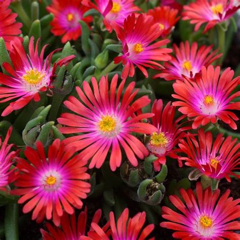 Ice Plants for Sale: The Ultimate Guide to Your Desert Oasis