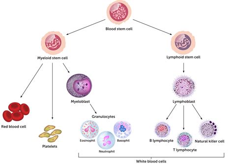 Immune Cells Chart