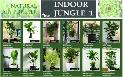 Indoor Plant Catalogs