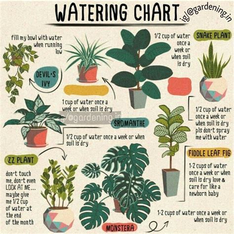 Indoor Plant Watering Chart