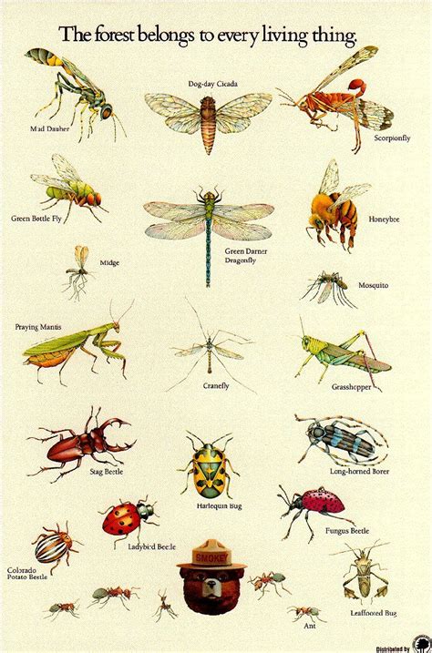 Insect Identification Chart