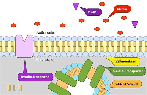 Insulin-stimulated Glucose Uptake, Insulin Receptor Phosphorylation, Insulin Receptor Abundance, and Glut-4 Transporter Abundance of the Plasma Membrane in Insulin-sensitive and Insulin-resistant Rat Skeletal Muscles of Differet Fiber Compositions book cover