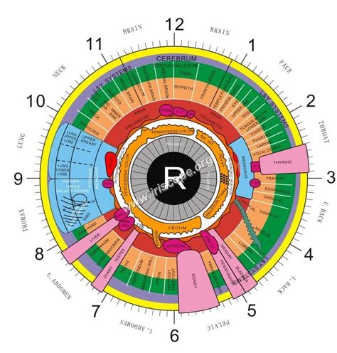 Iridology Chart Right Eye