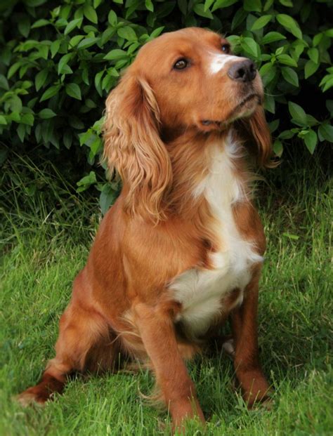 Jaktcockerspaniel: The Versatile and Endearing Companion