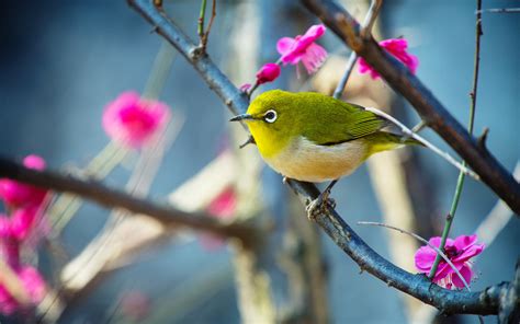 Japansk hänglärka: En fågel med en vacker sång