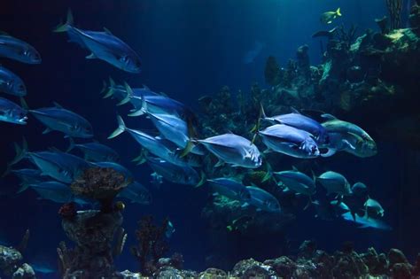 Japanska fiskar: En fascinerande värld under havet
