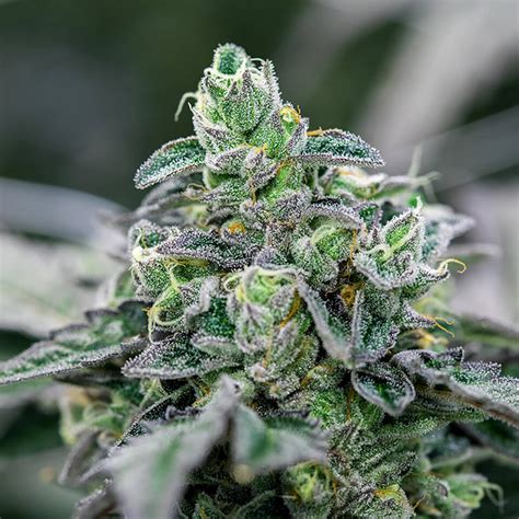 Jelajahi Dunia Elektra Ice: Strain Cannabis yang Menggemparkan