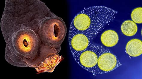Jelajahi Dunia Elmis: Makhluk Mikroskopis yang Tak Terlihat Dengan Mata Telanjang