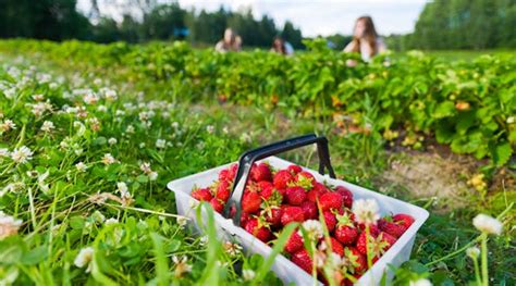 Jordgubbar Självplock Dalarna: Upplev Sommarens Sötaste Äventyr!