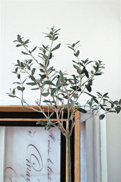 Köp ett olivträd och njut av dess skönhet och fördelar