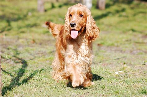 Köpa Cocker Spaniel: En Komplett Guide till den Mest Populära Familjehunden