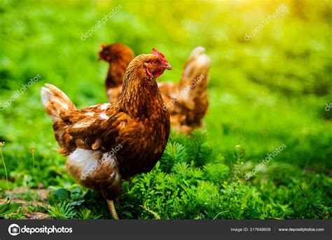 Köpa Kyckling Från Gård – En Känslomässig Upplevelse