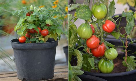 Kallså tomat: Din guide till att odla läckra tomater hemma
