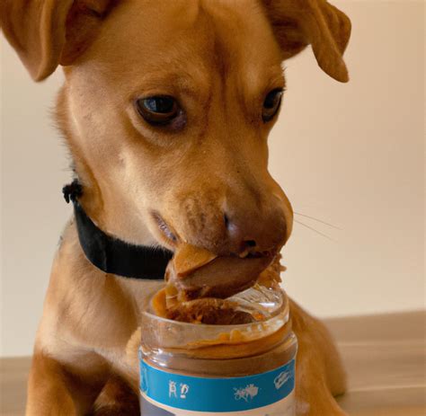 Kan hundar äta jordnötssmör? En komplett guide