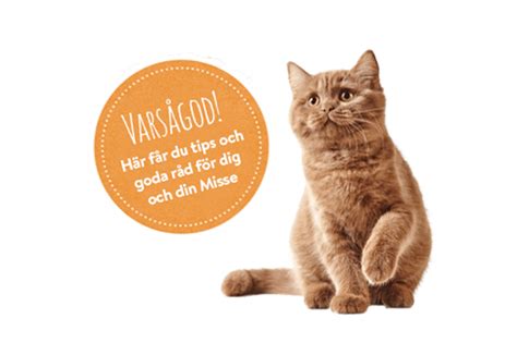 Kastrera katt stockholm: En rörande uppmaning till kattägare