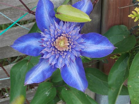Klematis Blå: En Blomst med en Sjæl