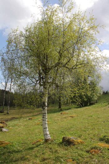 Klotnäverlönn: Ett träd med många fördelar