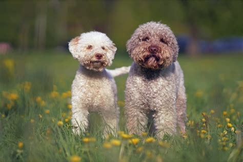 Lagotto Romagnolo och Cocker Spaniel: Två fantastiska hundraser