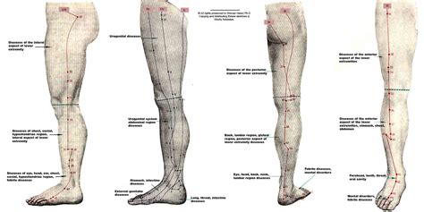 Leg Meridian Chart