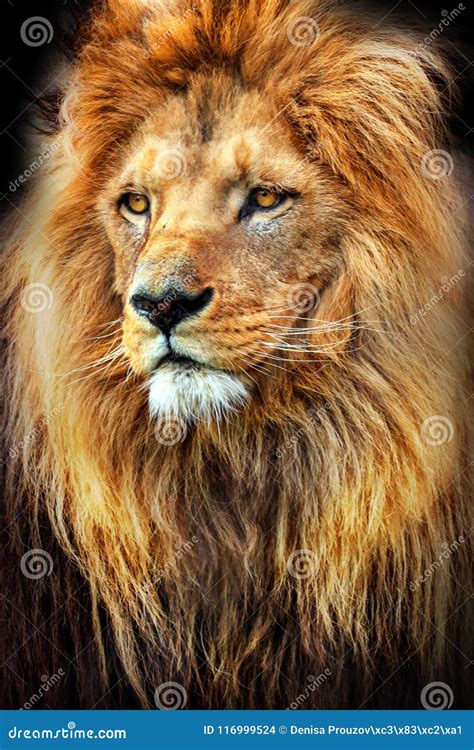 Lejontrappan: Ett fantastiskt djur med en rik historia