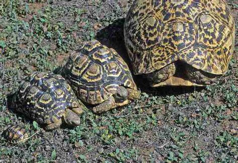 Leopard Tortoise Size Chart