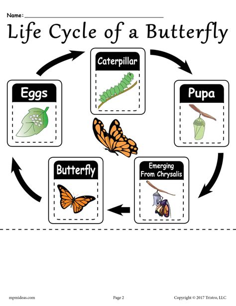 Life Cycle Of Butterfly Printable