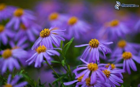 Lila Blommor Ogräs: Din guide till underverket